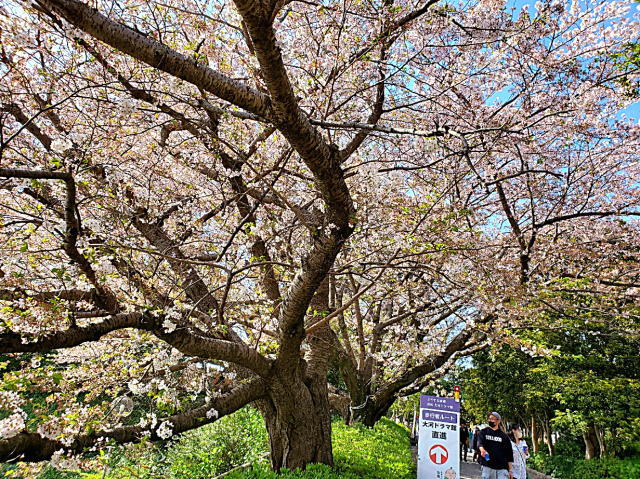 浜松城公園　アート・カルチャー・フェア　満開の桜