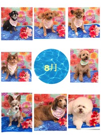 8月1８日から30日までのトリミングのワンちゃんたち　　　　/　　DOG Salon Bonjour