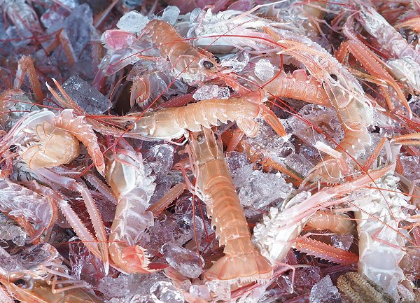 舞阪漁港底曳き漁のテナガエビはアカザエビ、タカアシガニ 舞阪漁港底曳き漁のテナガエビはアカザエビ、タカアシガニ