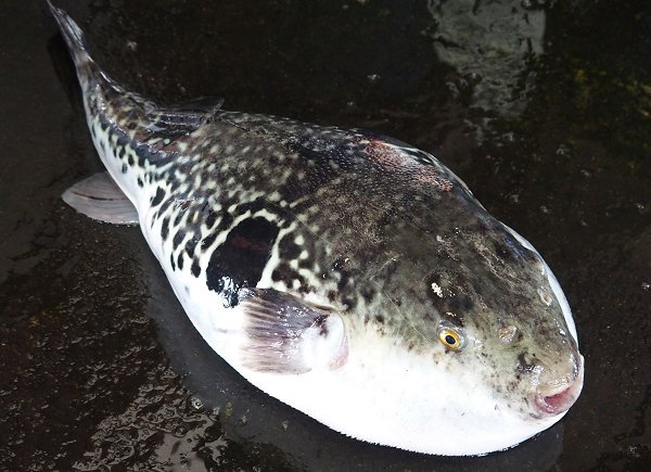 今旬鮮魚最新情報 1/12 舞阪初漁から再開へ期待・浜名湖15日まで 今旬鮮魚最新情報 1/12 舞阪初漁から再開へ期待・浜名湖15日まで