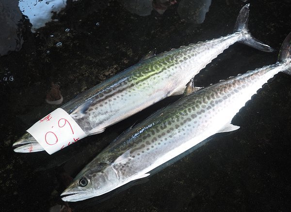 今旬鮮魚最新情報 1/12 舞阪初漁から再開へ期待・浜名湖15日まで 今旬鮮魚最新情報 1/12 舞阪初漁から再開へ期待・浜名湖15日まで