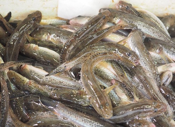 今旬鮮魚最新情報 1/12 舞阪初漁から再開へ期待・浜名湖15日まで 今旬鮮魚最新情報 1/12 舞阪初漁から再開へ期待・浜名湖15日まで