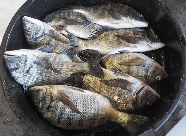 今旬鮮魚最新情報 1/12 舞阪初漁から再開へ期待・浜名湖15日まで 今旬鮮魚最新情報 1/12 舞阪初漁から再開へ期待・浜名湖15日まで