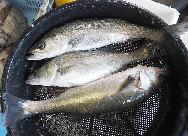 今旬鮮魚最新情報 1/12 舞阪初漁から再開へ期待・浜名湖15日まで 今旬鮮魚最新情報 1/12 舞阪初漁から再開へ期待・浜名湖15日まで