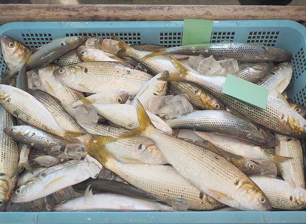 今旬鮮魚最新情報 1/12 舞阪初漁から再開へ期待・浜名湖15日まで 今旬鮮魚最新情報 1/12 舞阪初漁から再開へ期待・浜名湖15日まで