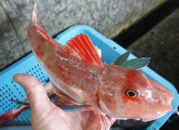 今旬鮮魚最新情報 1/12 舞阪初漁から再開へ期待・浜名湖15日まで 今旬鮮魚最新情報 1/12 舞阪初漁から再開へ期待・浜名湖15日まで