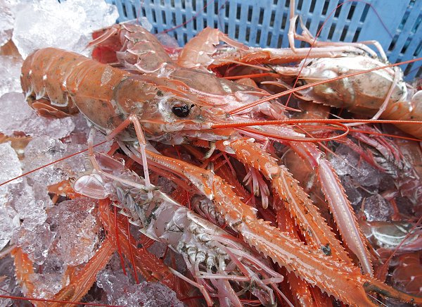 今旬鮮魚最新情報 1/12 舞阪初漁から再開へ期待・浜名湖15日まで 今旬鮮魚最新情報 1/12 舞阪初漁から再開へ期待・浜名湖15日まで