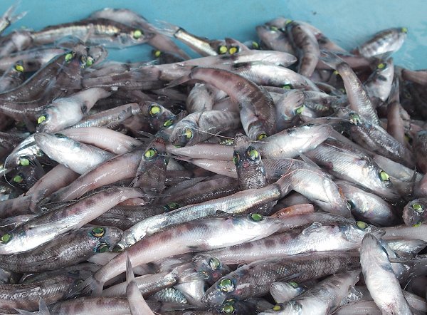今旬鮮魚最新情報 1/12 舞阪初漁から再開へ期待・浜名湖15日まで 今旬鮮魚最新情報 1/12 舞阪初漁から再開へ期待・浜名湖15日まで