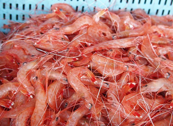 今旬鮮魚最新情報 1/12 舞阪初漁から再開へ期待・浜名湖15日まで 今旬鮮魚最新情報 1/12 舞阪初漁から再開へ期待・浜名湖15日まで