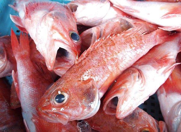 今旬鮮魚最新情報 1/12 舞阪初漁から再開へ期待・浜名湖15日まで 今旬鮮魚最新情報 1/12 舞阪初漁から再開へ期待・浜名湖15日まで