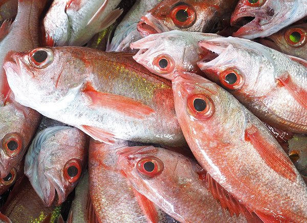 今旬鮮魚最新情報 1/12 舞阪初漁から再開へ期待・浜名湖15日まで 今旬鮮魚最新情報 1/12 舞阪初漁から再開へ期待・浜名湖15日まで