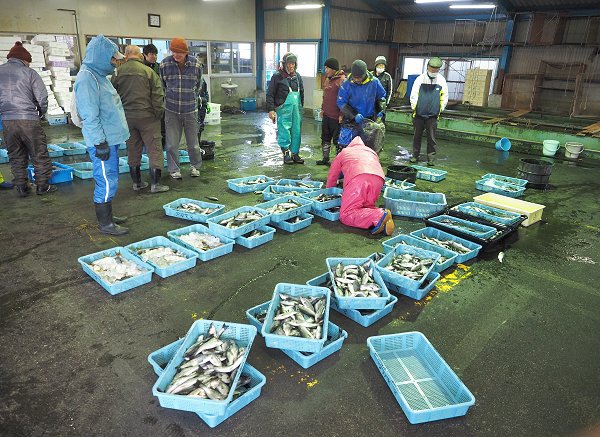 浜名湖雄踏市場残り一日 マハゼ・スズキ・セイゴ・クロダイ 浜名湖雄踏市場残り一日 マハゼ・スズキ・セイゴ・クロダイ