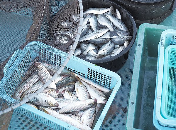 浜名湖雄踏市場残り一日 マハゼ・スズキ・セイゴ・クロダイ 浜名湖雄踏市場残り一日 マハゼ・スズキ・セイゴ・クロダイ