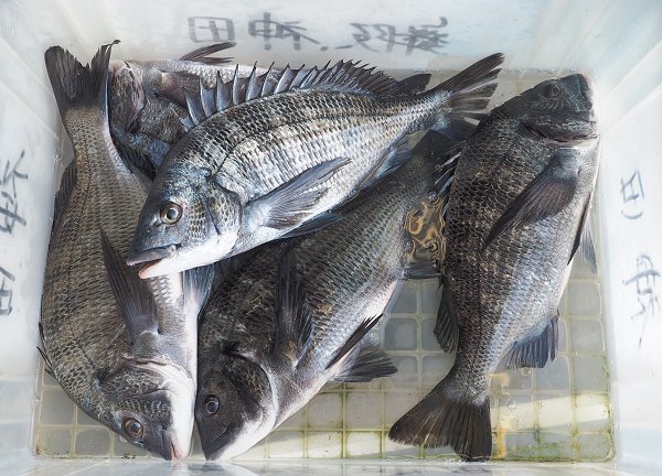 浜名湖雄踏市場残り一日 マハゼ・スズキ・セイゴ・クロダイ 浜名湖雄踏市場残り一日 マハゼ・スズキ・セイゴ・クロダイ