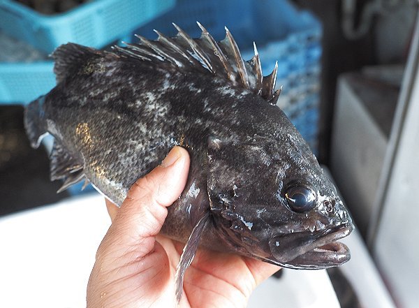 浜名湖の市場は明日1月15日まで クロソイ 浜名湖の市場は明日1月15日まで クロソイ