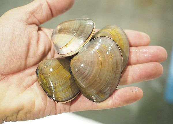 浜名湖アサリ・御前崎ハマグリ・盛りの浜名湖牡蠣 海老仙のオススメ! 浜名湖アサリ・御前崎ハマグリ・盛りの浜名湖牡蠣 海老仙のオススメ!