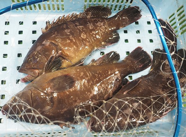 海老仙午前6時 三重尾鷲のハタ活かしています 海老仙午前6時 三重尾鷲のハタ活かしています
