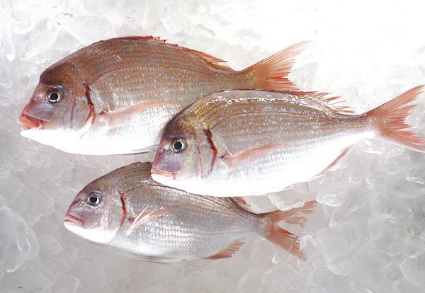 マダイ(舞阪) 海老仙取扱魚介類 マダイ(舞阪) 海老仙取扱魚介類