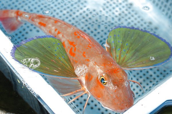 ホウボウ(舞阪) 海老仙取扱魚介類 ホウボウ(舞阪) 海老仙取扱魚介類