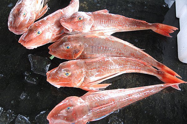 ホウボウ(舞阪) 海老仙取扱魚介類 ホウボウ(舞阪) 海老仙取扱魚介類