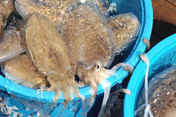 コウイカ・モンコウイカ(舞阪・浜名湖) 海老仙取扱魚介類 コウイカ・モンコウイカ(舞阪・浜名湖) 海老仙取扱魚介類