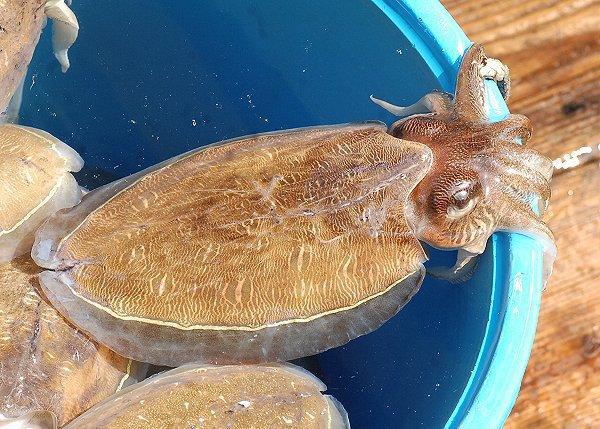 コウイカ・モンコウイカ(舞阪・浜名湖) 海老仙取扱魚介類 コウイカ・モンコウイカ(舞阪・浜名湖) 海老仙取扱魚介類