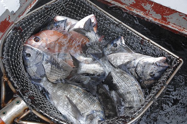クロダイ(舞阪・浜名湖) 海老仙取扱魚介類 クロダイ(舞阪・浜名湖) 海老仙取扱魚介類