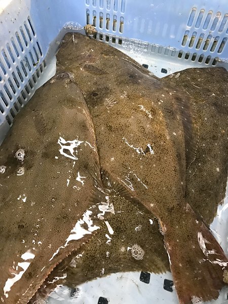 釣りアカムツ・アカザエビに注目・御前崎定置ヒラメ・サワラけんけん好漁 釣りアカムツ・アカザエビに注目・御前崎定置ヒラメ・サワラけんけん好漁