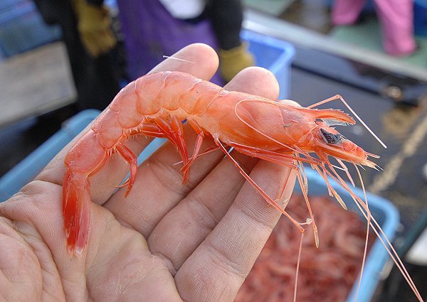 アカスエビ（舞阪）　海老仙取扱魚介類