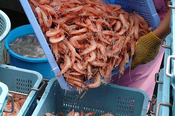 アカスエビ（舞阪）　海老仙取扱魚介類
