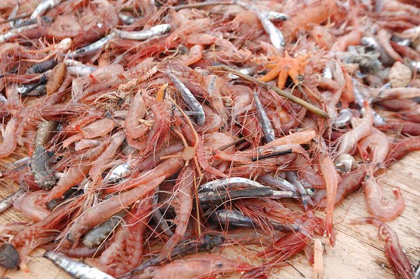 アカスエビ（舞阪）　海老仙取扱魚介類