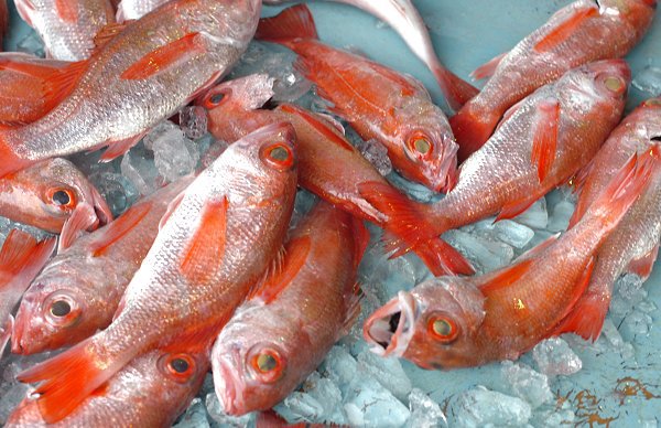釣りアカムツ・アカザエビに注目・御前崎定置ヒラメ・サワラけんけん好漁 釣りアカムツ・アカザエビに注目・御前崎定置ヒラメ・サワラけんけん好漁