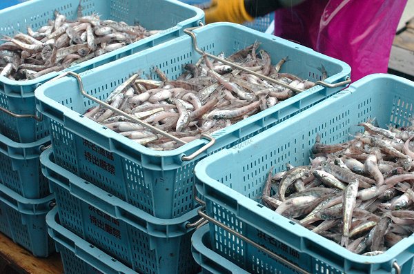 釣りアカムツ・アカザエビに注目・御前崎定置ヒラメ・サワラけんけん好漁 釣りアカムツ・アカザエビに注目・御前崎定置ヒラメ・サワラけんけん好漁