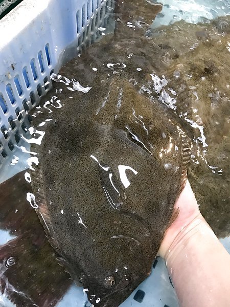 釣りアカムツ・アカザエビに注目・御前崎定置ヒラメ・サワラけんけん好漁 釣りアカムツ・アカザエビに注目・御前崎定置ヒラメ・サワラけんけん好漁