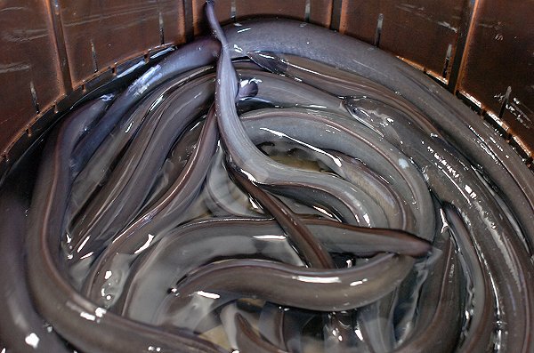 釣りアカムツ・アカザエビに注目・御前崎定置ヒラメ・サワラけんけん好漁 釣りアカムツ・アカザエビに注目・御前崎定置ヒラメ・サワラけんけん好漁