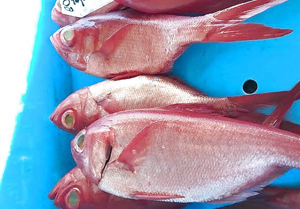 浜名湖アサリ・生海苔販売開始 舞阪トラフグ・アカムツ・御前崎地キンメ 浜名湖アサリ・生海苔販売開始 舞阪トラフグ・アカムツ・御前崎地キンメ
