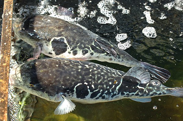 浜名湖アサリ・生海苔販売開始 舞阪トラフグ・アカムツ・御前崎地キンメ 浜名湖アサリ・生海苔販売開始 舞阪トラフグ・アカムツ・御前崎地キンメ
