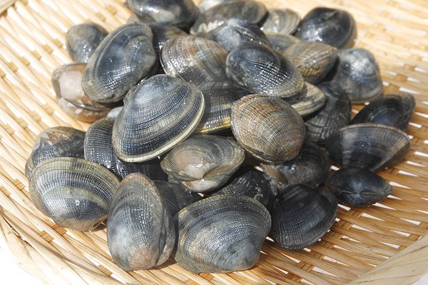 浜名湖アサリ・生海苔販売開始 舞阪トラフグ・アカムツ・御前崎地キンメ 浜名湖アサリ・生海苔販売開始 舞阪トラフグ・アカムツ・御前崎地キンメ