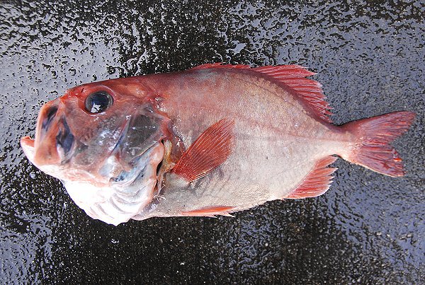 ハシキンメ（舞阪）　海老仙取扱魚介類