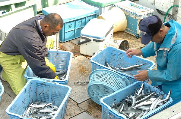 舞阪漁港サヨリ漁、春の海に6統の出漁