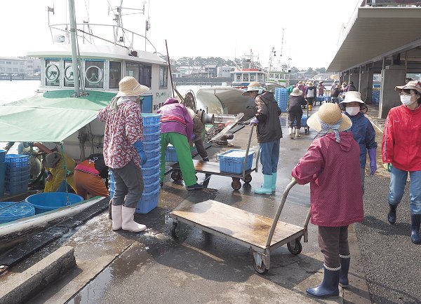 舞阪漁港シラス漁今期2日目　豊漁続いています