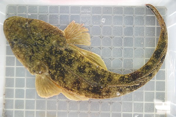 マゴチ（浜名湖・舞阪）　海老仙取扱魚介類