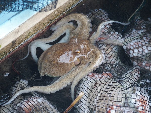 マダコ（浜名湖）　海老仙取扱魚介類