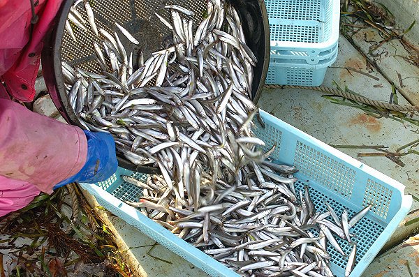 湖アユ豊漁・ワタリガニはじまる・舞阪活マダイ・ヒラメ・コウイカ、ハモはじまる 湖アユ豊漁・ワタリガニはじまる・舞阪活マダイ・ヒラメ・コウイカ、ハモはじまる
