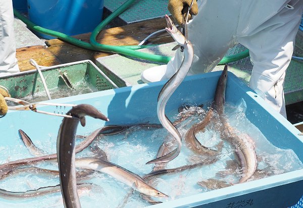 湖アユ豊漁・ワタリガニはじまる・舞阪活マダイ・ヒラメ・コウイカ、ハモはじまる 湖アユ豊漁・ワタリガニはじまる・舞阪活マダイ・ヒラメ・コウイカ、ハモはじまる