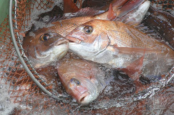 湖アユ豊漁・ワタリガニはじまる・舞阪活マダイ・ヒラメ・コウイカ、ハモはじまる 湖アユ豊漁・ワタリガニはじまる・舞阪活マダイ・ヒラメ・コウイカ、ハモはじまる