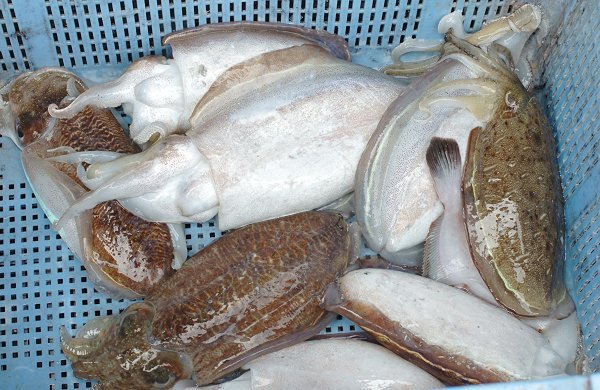 湖アユ豊漁・ワタリガニはじまる・舞阪活マダイ・ヒラメ・コウイカ、ハモはじまる 湖アユ豊漁・ワタリガニはじまる・舞阪活マダイ・ヒラメ・コウイカ、ハモはじまる