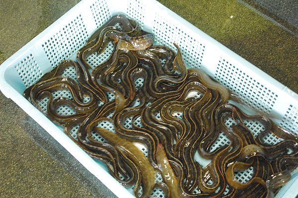 湖アユ豊漁・ワタリガニはじまる・舞阪活マダイ・ヒラメ・コウイカ、ハモはじまる 湖アユ豊漁・ワタリガニはじまる・舞阪活マダイ・ヒラメ・コウイカ、ハモはじまる
