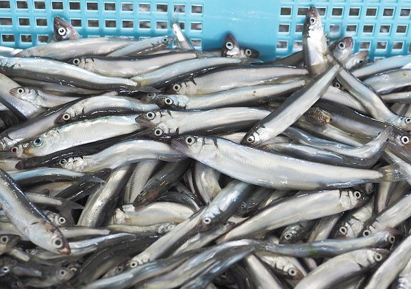 浜名湖鷲津湊 湖アユ豊か、ツボ漁のギンポ登場・マハゼ 浜名湖鷲津湊 湖アユ豊か、ツボ漁のギンポ登場・マハゼ