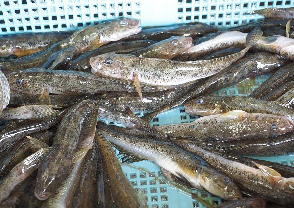浜名湖鷲津湊 湖アユ豊か、ツボ漁のギンポ登場・マハゼ 浜名湖鷲津湊 湖アユ豊か、ツボ漁のギンポ登場・マハゼ